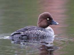 Attēlu rezultāti vaicājumam “Bucephala clangula female”