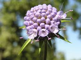 Image result for Succisella inflexa