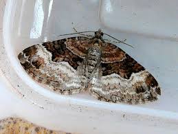 Attēlu rezultāti vaicājumam “Xanthorhoe biriviata”