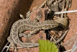 Attēlu rezultāti vaicājumam “Lacerta agilis female”