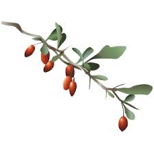 Attēlu rezultāti vaicājumam “Berberis thunbergii fruit”