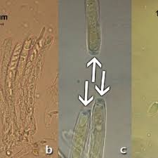 Attēlu rezultāti vaicājumam “Ciboria amentacea”