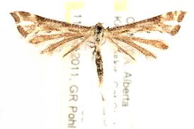 Attēlu rezultāti vaicājumam “Platyptilia sp.”