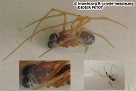 Attēlu rezultāti vaicājumam “Neottiura bimaculata”