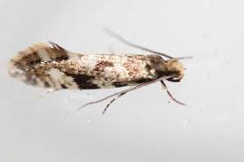 Attēlu rezultāti vaicājumam “Nemapogon cloacella”