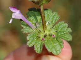 Attēlu rezultāti vaicājumam “Lamium amplexicaule leaf”