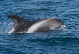 Image result for Lagenorhynchus albirostris