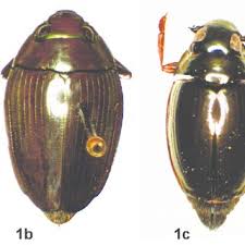 Attēlu rezultāti vaicājumam “Badhamiopsis macrospora macro”