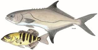 Image result for Lichia amia