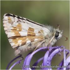 Attēlu rezultāti vaicājumam “Pyrgus alveus upperside”