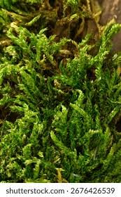 Attēlu rezultāti vaicājumam “Pylaisia polyantha sporophyte”