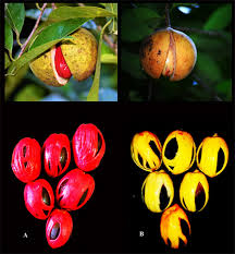 Attēlu rezultāti vaicājumam “Phalaroides arundinacea fruit”