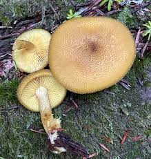 Attēlu rezultāti vaicājumam “Tricholomopsis decora”