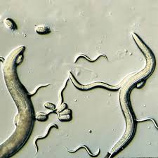 Attēlu rezultāti vaicājumam “Comatricha elegans”