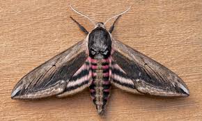 Attēlu rezultāti vaicājumam “Sphinx ligustri”