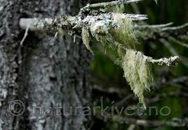 Attēlu rezultāti vaicājumam “Ramalina thrausta”