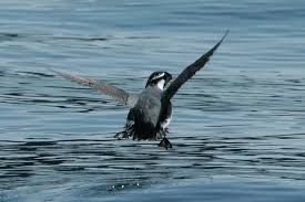 Image result for Synthliboramphus antiquus