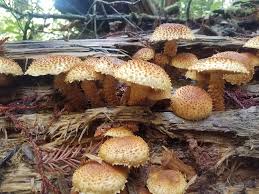 Attēlu rezultāti vaicājumam “Pholiota squarrosoides”