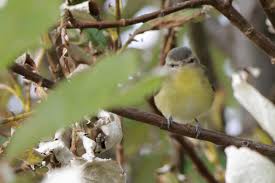Image result for Vireo philadelphicus