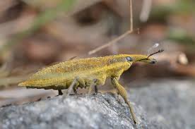 Attēlu rezultāti vaicājumam “Lixus iridis”