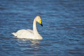 Attēlu rezultāti vaicājumam “Cygnus cygnus adult”