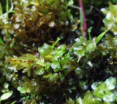 Attēlu rezultāti vaicājumam “Pseudobryum cinclidioides”