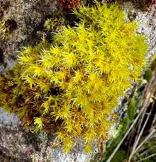 Attēlu rezultāti vaicājumam “Racomitrium heterostichum”