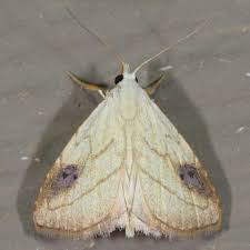 Attēlu rezultāti vaicājumam “Hoplia parvula imago”