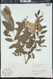 Attēlu rezultāti vaicājumam “Robinia neomexicana fruit”