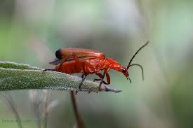 Attēlu rezultāti vaicājumam “Rhagonycha fulva”