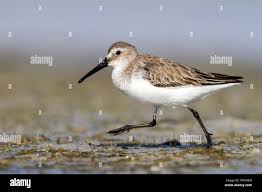 Image result for Calidris ferruginea