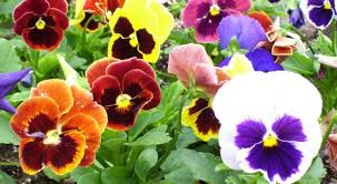 Image result for Viola x wittrockiana `Hiemalis`