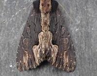 Attēlu rezultāti vaicājumam “Dypterygia scabriuscula”