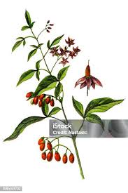 Attēlu rezultāti vaicājumam “Solanum dulcamara fruit”