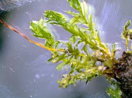 Attēlu rezultāti vaicājumam “Dicranum montanum sporophyte”