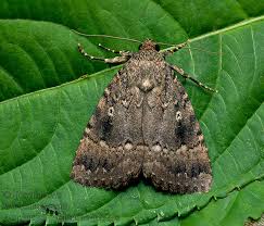 Attēlu rezultāti vaicājumam “Amphipyra pyramidea”