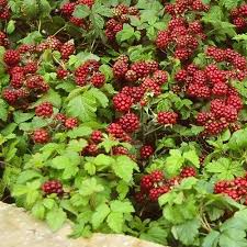 Attēlu rezultāti vaicājumam “Rubus arcticus”