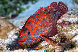 Image result for Cephalopholis cruentata