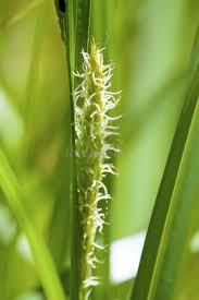 Attēlu rezultāti vaicājumam “Carex atherodes”