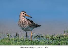 Image result for Calidris melanotos