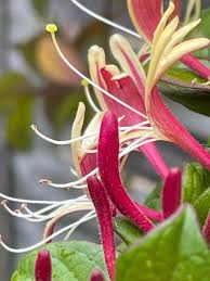 Attēlu rezultāti vaicājumam “Lonicera caprifolium”