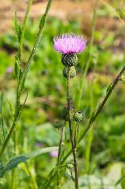 Attēlu rezultāti vaicājumam “Cirsium heterophyllum flower”