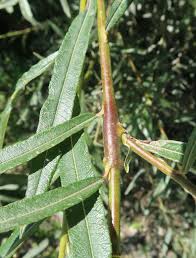 Attēlu rezultāti vaicājumam “Rabdophaga heterobia”