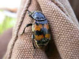 Attēlu rezultāti vaicājumam “Nicrophorus vespillo”