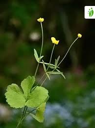 Attēlu rezultāti vaicājumam “Ranunculus auricomus leaf”