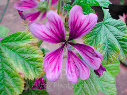 Image result for Malva sylvestris var. mauritiana