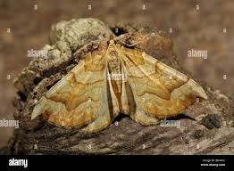 Attēlu rezultāti vaicājumam “Eulithis mellinata”