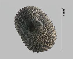 Attēlu rezultāti vaicājumam “Silene borysthenica bud”