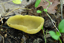 Attēlu rezultāti vaicājumam “Sowerbyella radiculata”