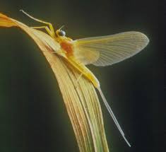 Attēlu rezultāti vaicājumam “Heptagenia sulphurea female”